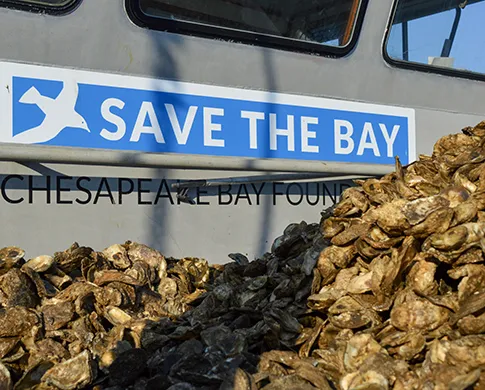 A large pile of oyster shells in front of a sign that says, "Save the Bay – Chesapeake Bay Foundation."
