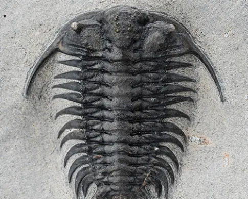 Trilobite