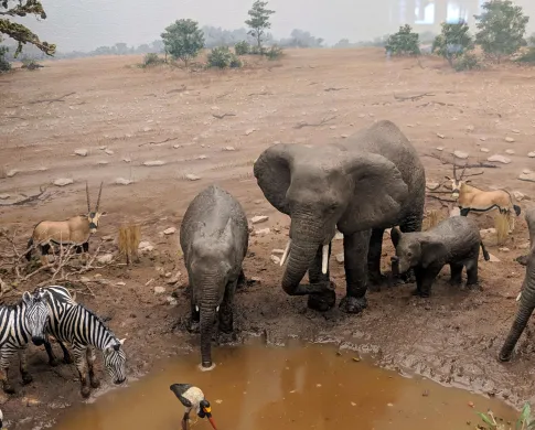 An elephant diorama in the Museum's African Bush Elephant display. 