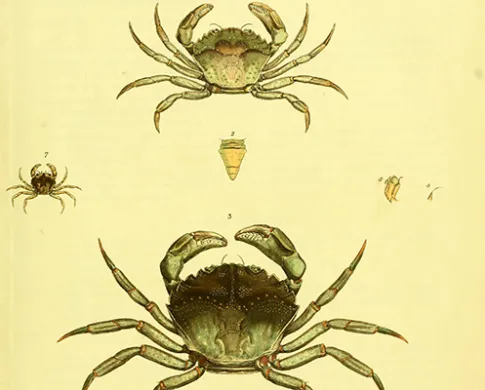 Color illustrations of green crabs, male, female, and their antennae and pedipalps.