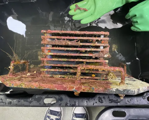 A device made of stacked square plates sits in a black bin filled with water. The device is covered with pink algae and colorful encrusting creatures. A hand in a green latex glove holds a piece of skeleton.