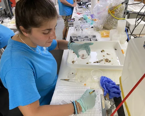 A woman in a teal t-shirt stands at a counter holding a clear plastic cup containing a crab in one hand and writing notes on a data sheet with the other.