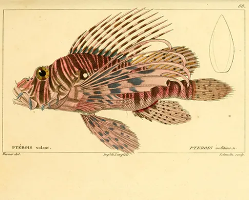 Color illustration of a red lionfish, a red-and-white striped fish with 12 spines sticking up out of its back. It has large, oval-shaped fins and tail.