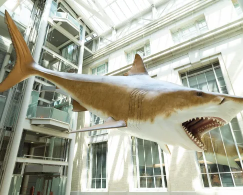 a full length of the megalodon model