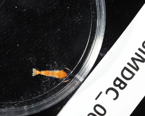 A clear glass circular dish on a black background containing a small bright orange and white shrimp.