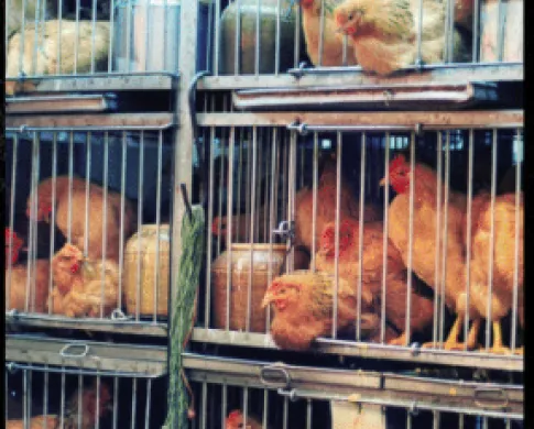 a stack of cages with chickens inside