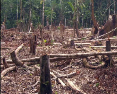 cut down trees with lumber around and trees still standing in the back