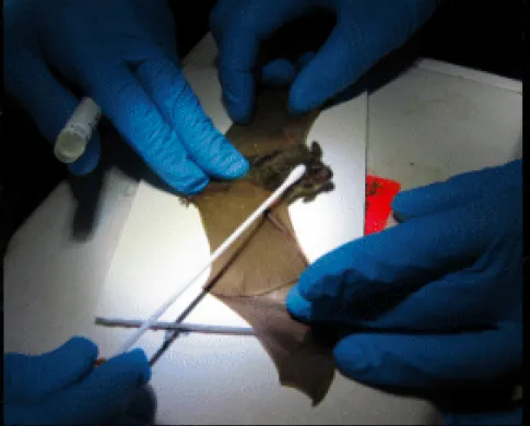 four hands in blue gloves holding a brown bat and swabbing