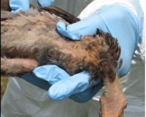 hands holding a dead bird