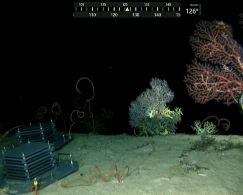 Square grey devices sit on a sandy sea floor next to red and white coral colonies in the darkness of the deep sea.