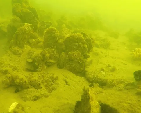 Underwater view of an oyster reef with a blue crab nearby. The picture is mustard yellow and there are clumps of oyster shells on the bottom with things growing on them.