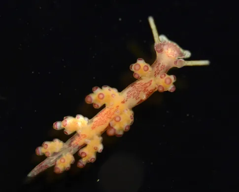 A bright pink and yellow slug with knobbly projections on its back, crawling on a black background.
