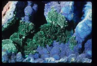 Malachite with Azurite (NMNH B3338)::10962437
