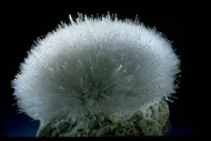 Mesolite (NMNH 146882)::10246491