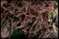 Cuprite with Copper (NMNH B7541)::10246450