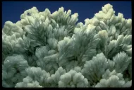 Barite (NMNH R16165)::10246631