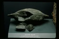 Spindle Bomb (NMNH 108293)::10954844
