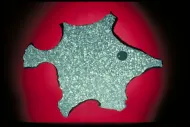 Williamette (USNM 500)::1000917
