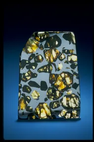 Esquel (USNM 6474)::10246215