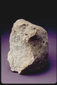 PAT 91501 (USNM 6809-5)::1001078