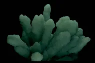 Prehnite (NMNH 133266)::10246658