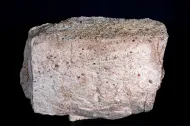 NMNH 116629-5::1000819