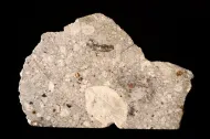 Bustee (USNM 5622)::1000943