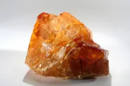 NMNH 170964::1000842