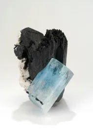 NMNH C6724::1000980
