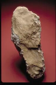 Norton County (USNM 2163)::1001073