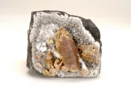 NMNH 171138::1000991