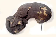 NMNH 116689-1::1000898