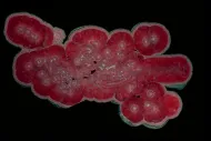 Rhodochrosite (NMNH C7113)::10246348