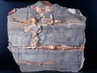NMNH 116629-1::1000826
