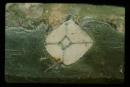 Andalusite slate (NMNH B14862)::10953895