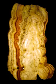 NMNH 68329::1000974