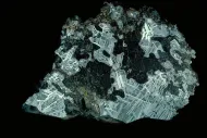 Pitts (USNM 1378)::1000907