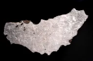 Quinn Canyon (USNM 6462)::1000972