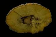 Opal (84401)::10246005
