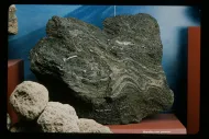 Rhyolite pumice (NMNH 116619-33)::10954553