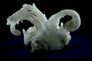 Gypsum (NMNH 125887)::10246476