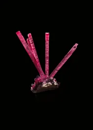 Cranberry Crown (NMNH 176816)::13081972
