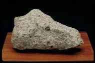 Mern (USNM 2913)::1000926