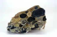 NMNH 116655-6::1000856