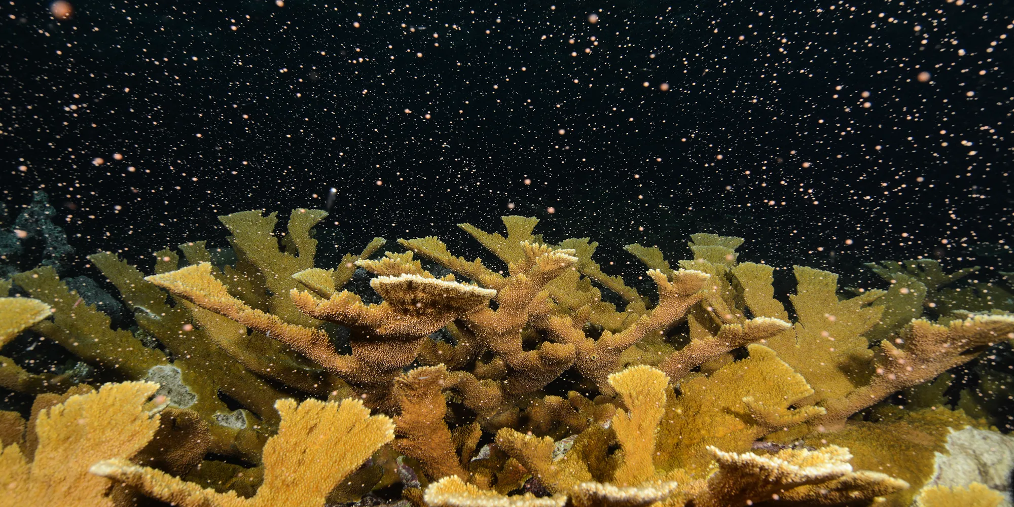 yellow coral in a midnight black ocean spawn 
