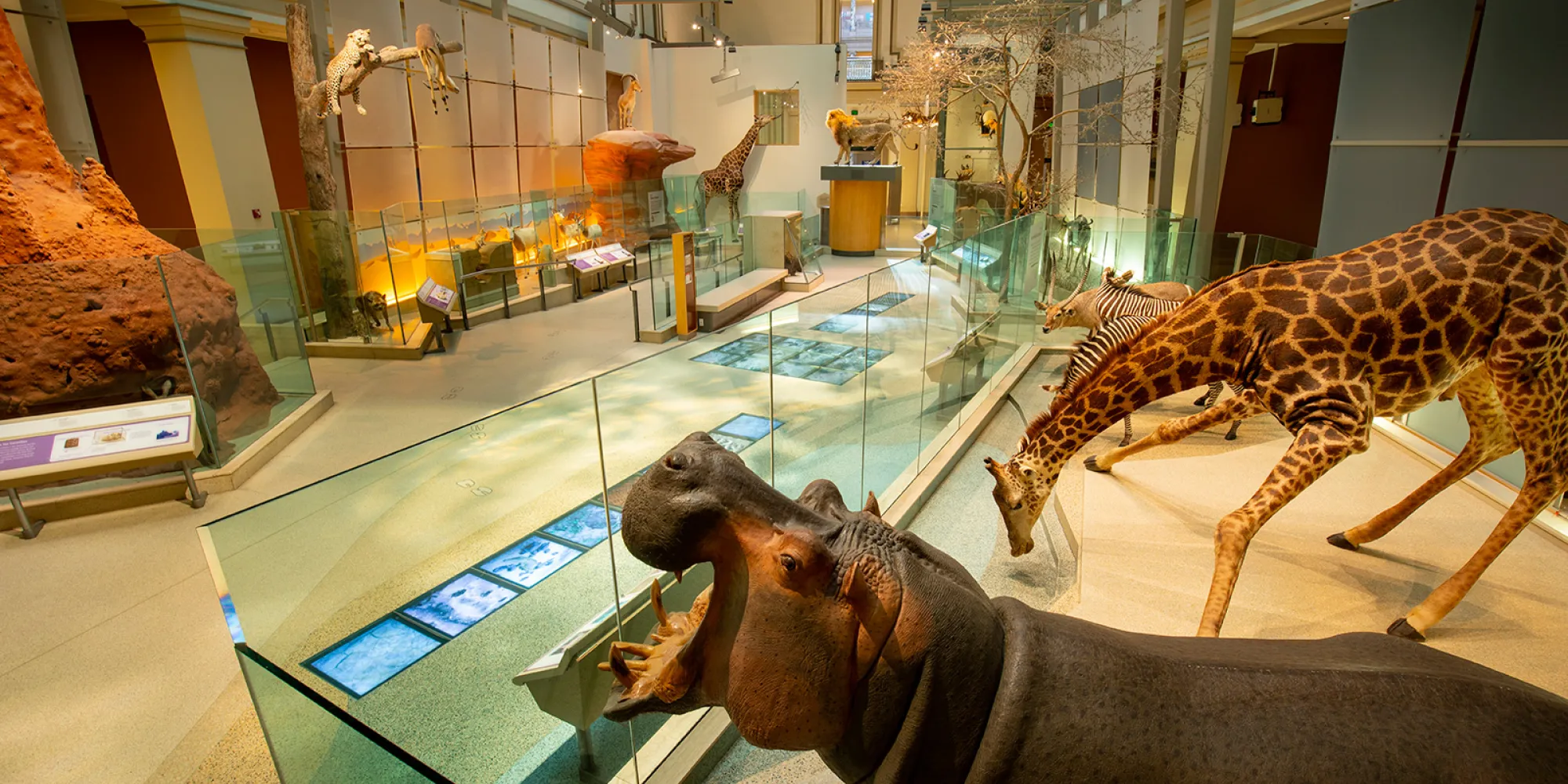 A view of the Kenneth E. Behring Family Hall of Mammals with a hippo in the foreground.