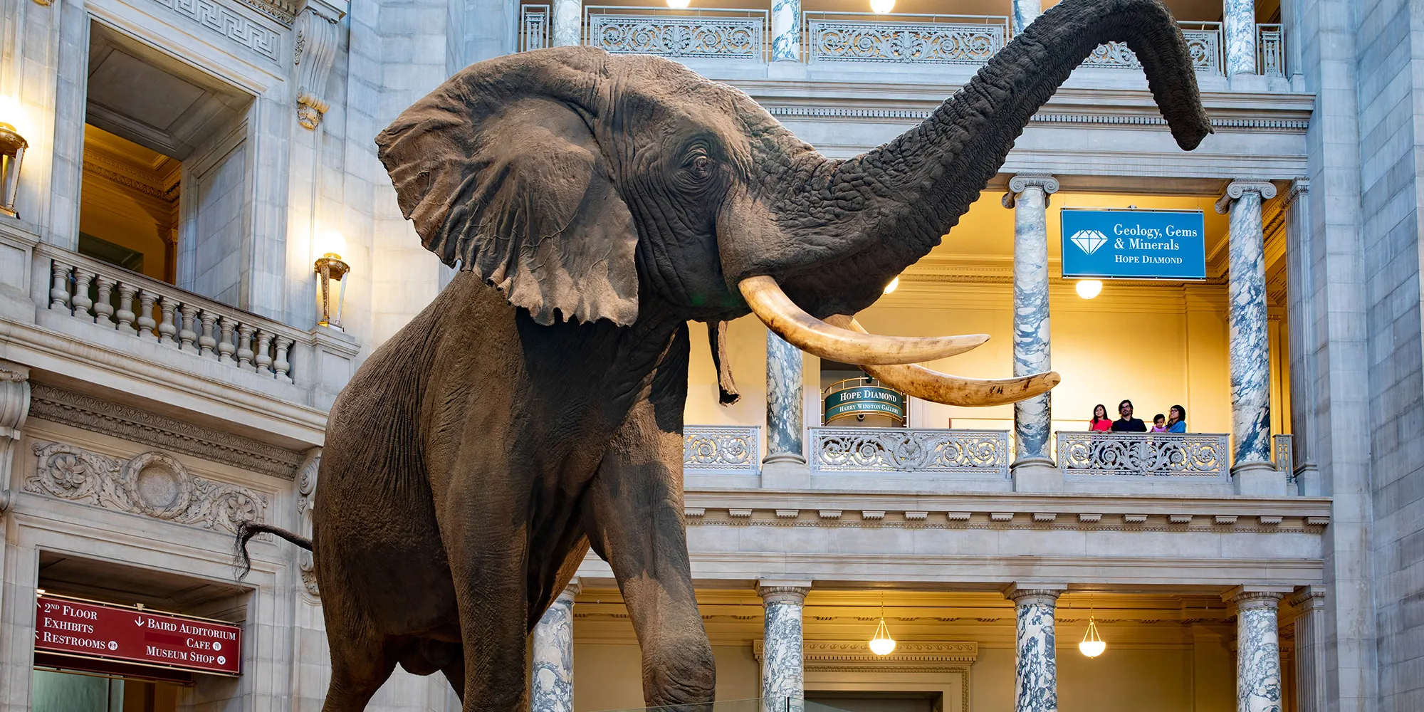 A family looks out over Henry the elephant in the rotunda of the museum.