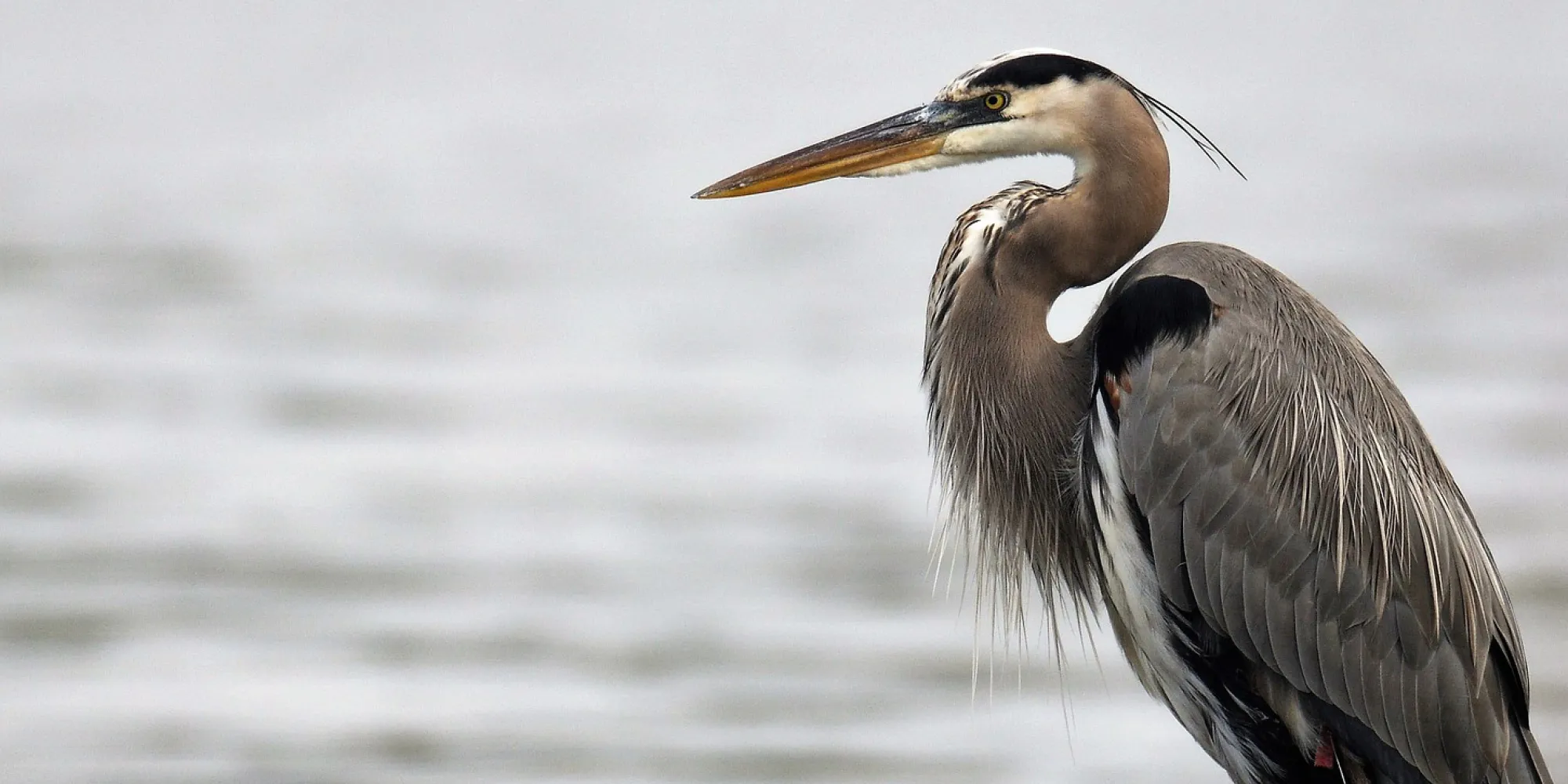 Blue Heron