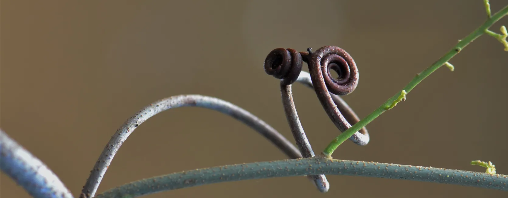 Climbing Mechanisms
