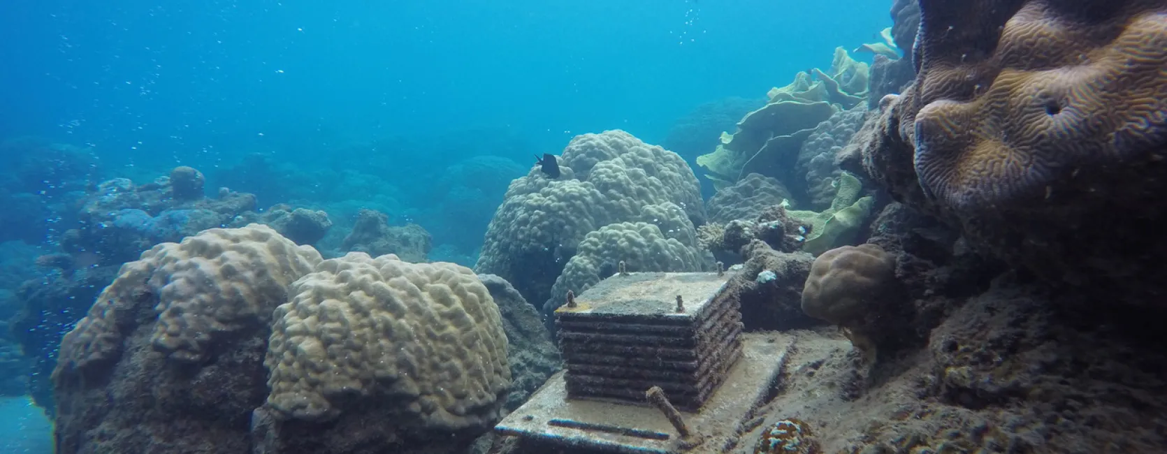 An autonomous reef monitoring structure sits on a coral reef.